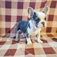 Charmer, a male French Bulldog for sale in Elkton, KY – Photo 5 of 8
