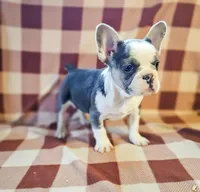 Charmer, a male French Bulldog for sale in Elkton, KY – Photo 2 of 5