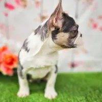 Charmer, a male French Bulldog for sale in Elkton, KY – Photo 1 of 8