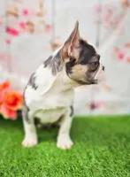 Charmer, a male French Bulldog for sale in Elkton, KY – Photo 1 of 8