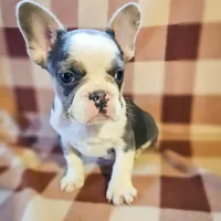 Charmer, a male French Bulldog for sale in Elkton, KY – Photo 4 of 8