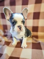 Charmer, a male French Bulldog for sale in Elkton, KY – Photo 1 of 5