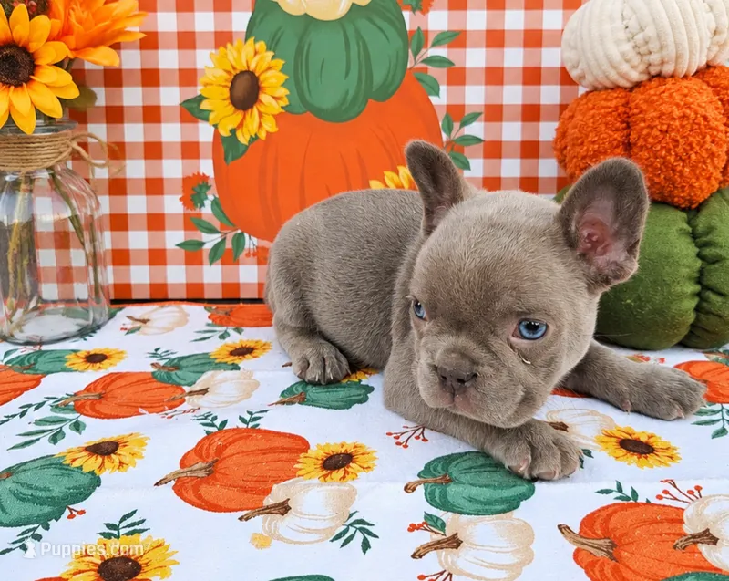 Titan – French Bulldog puppy for sale in Elkton, KY