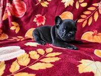 Willow, a female French Bulldog for sale in Elkton, KY – 3 of 3