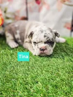 Tina, a female French Bulldog for sale in Elkton, KY – Photo 2 of 2