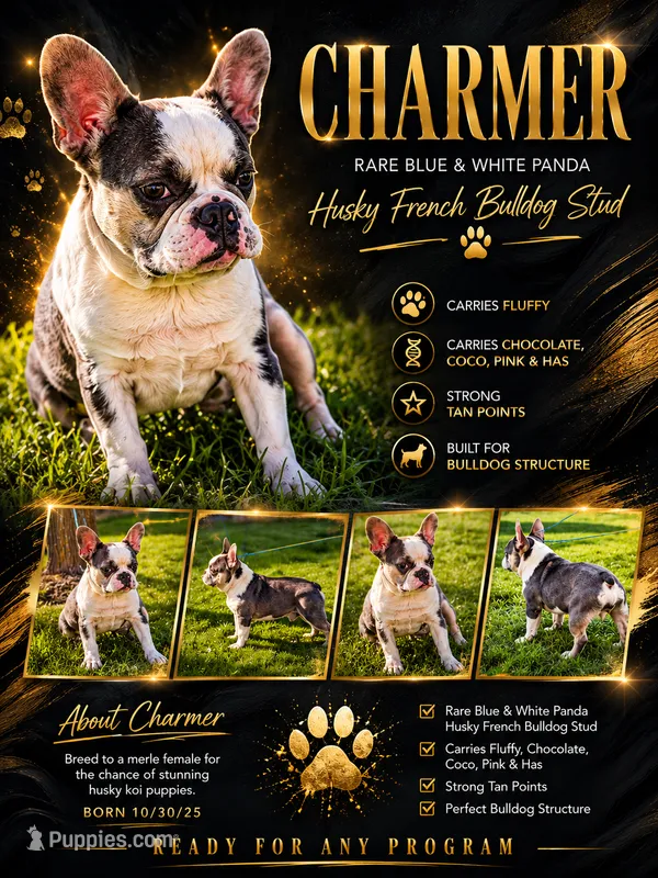 Charmer – French Bulldog puppy for sale in Elkton, KY
