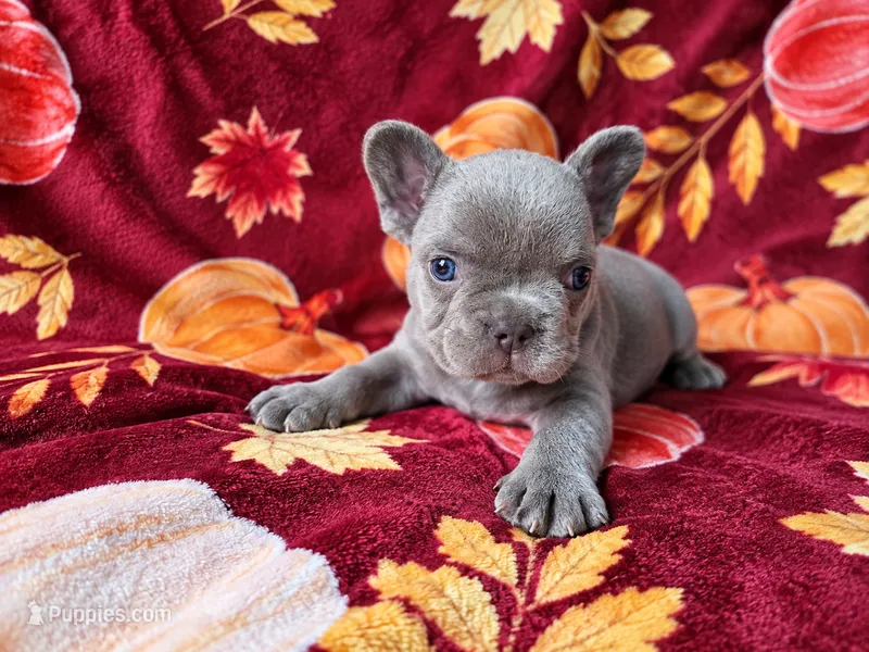 Titan – French Bulldog puppy for sale in Elkton, KY