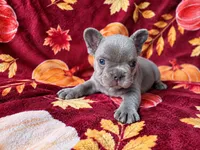 Titan, a male French Bulldog for sale in Elkton, KY – 3 of 3