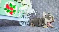 Jackson, a male French Bulldog for sale in Elkton, KY – 4 of 4