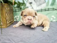 Missy, a female French Bulldog for sale in Elkton, KY – 1 of 3