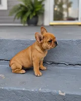 Maple, a male French Bulldog for sale in Elkton, KY – 3 of 3