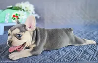 Moonlight , a male French Bulldog for sale in Elkton, KY – 3 of 4