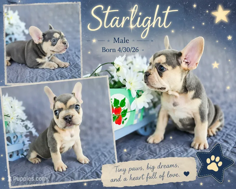 Starlight – French Bulldog puppy for sale in Elkton, KY