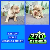Easton, a male French Bulldog for sale in Elkton, KY – 3 of 3