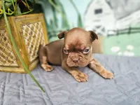 Rawlings, a male French Bulldog for sale in Elkton, KY – 2 of 3