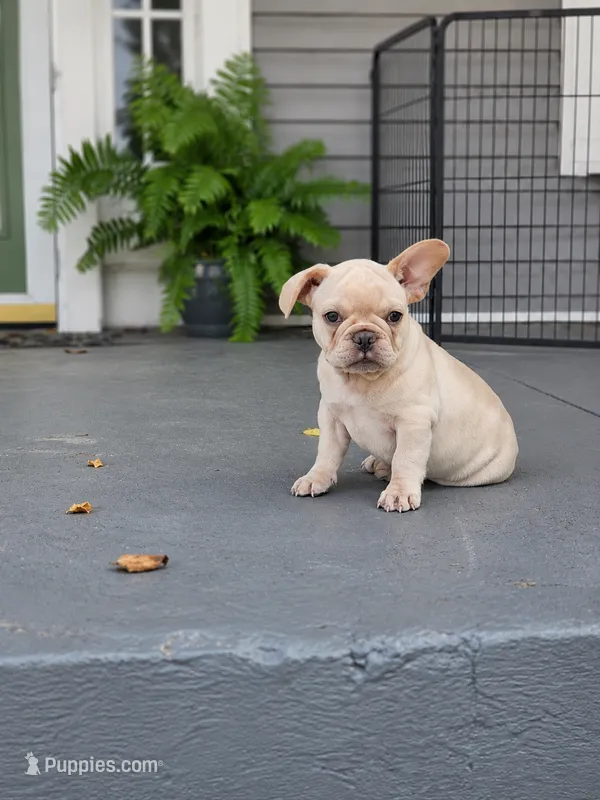 Biscuit – French Bulldog puppy for sale in Elkton, KY
