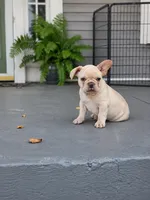 Biscuit, a male French Bulldog for sale in Elkton, KY – 1 of 3