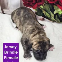 Jersey, a female Great Dane for sale in Elkton, KY – Photo 7 of 7