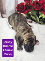 Jersey, a female Great Dane for sale in Elkton, KY – Photo 3 of 3