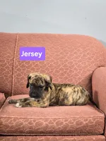 Jersey, a female Great Dane for sale in Elkton, KY – Photo 2 of 7