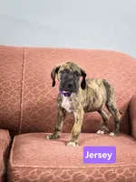 Jersey, a female Great Dane for sale in Elkton, KY – Photo 3 of 7