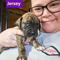Jersey, a female Great Dane for sale in Elkton, KY – Photo 6 of 7