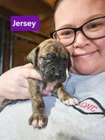 Jersey, a female Great Dane for sale in Elkton, KY – Photo 2 of 3