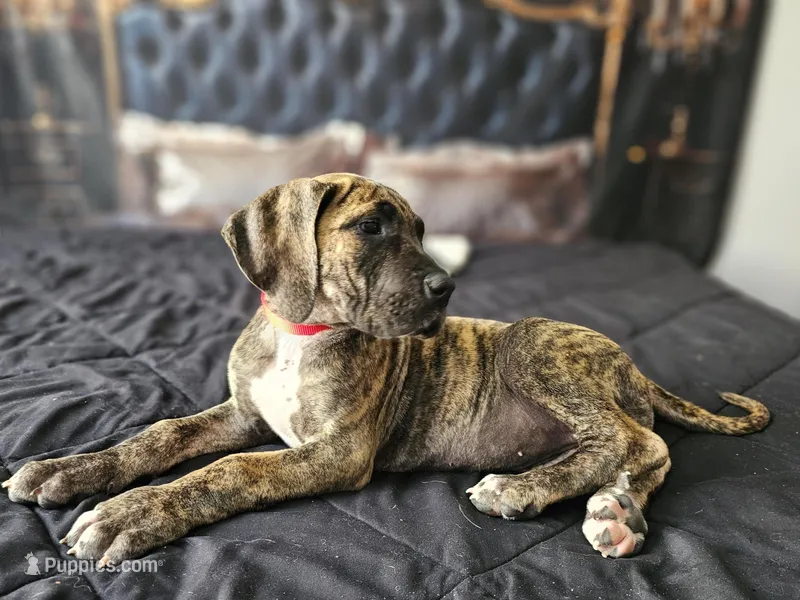 Jersey – Great Dane puppy for sale in Elkton, KY