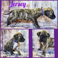 Jersey, a female Great Dane for sale in Elkton, KY – Photo 5 of 7