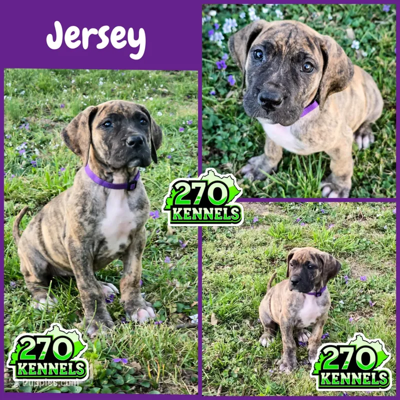 Jersey – Great Dane puppy for sale in Elkton, KY
