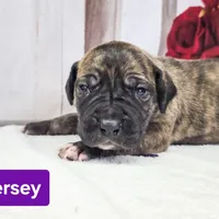 Jersey, a female Great Dane for sale in Elkton, KY – Photo 4 of 7