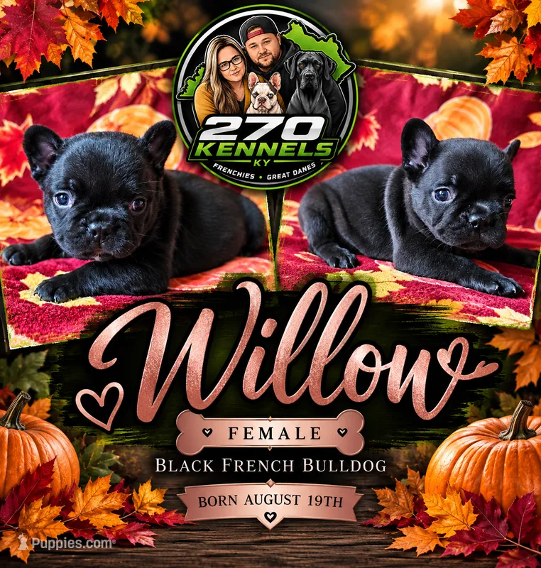 Willow – French Bulldog puppy for sale in Elkton, KY