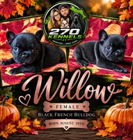Willow, a female French Bulldog for sale in Elkton, KY – 1 of 3