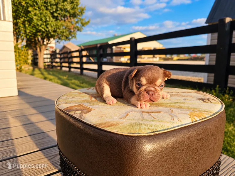 Duke – French Bulldog puppy for sale in Elkton, KY
