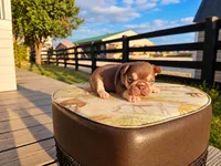 Duke, a female French Bulldog for sale in Elkton, KY – 1 of 3