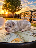 Kingston, a male French Bulldog for sale in Elkton, KY – 3 of 3