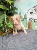 IZZY, a female French Bulldog for sale in Elkton, KY – 2 of 3