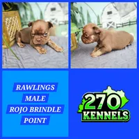 Rawlings, a male French Bulldog for sale in Elkton, KY – 3 of 3