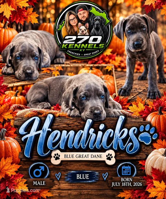 Hendricks – Great Dane puppy for sale in Elkton, KY