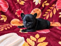 Willow, a female French Bulldog for sale in Elkton, KY – 2 of 3