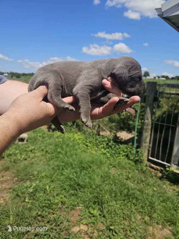 Hendricks – Great Dane puppy for sale in Elkton, KY