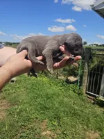 Hendricks, a male Great Dane for sale in Elkton, KY – 1 of 1