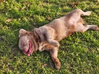Tyler Full Fluffy, a male French Bulldog for sale in Elkton, KY – 4 of 6