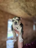 Starlight, a male French Bulldog for sale in Elkton, KY – 3 of 7