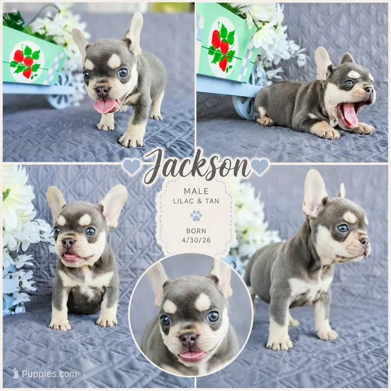 Jackson – French Bulldog puppy for sale in Elkton, KY
