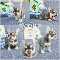 Jackson, a male French Bulldog for sale in Elkton, KY – 1 of 4