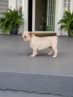 Biscuit, a male French Bulldog for sale in Elkton, KY – 3 of 3