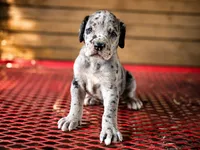 Wyatt, a male Great Dane for sale in Elkton, KY – 1 of 3