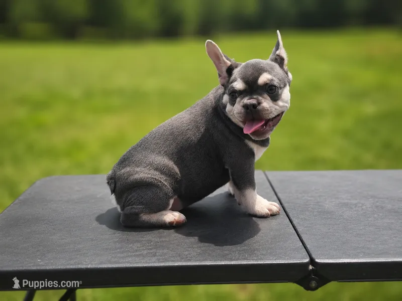 Jackson – French Bulldog puppy for sale in Elkton, KY