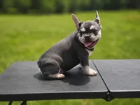 Jackson, a male French Bulldog for sale in Elkton, KY – 3 of 8